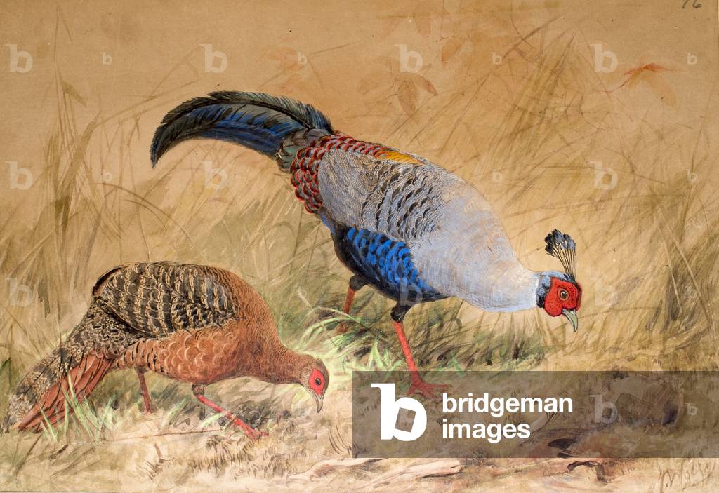 Siamfasan (Euplocamus praelatus), 1852-54 (w/c auf Papier)