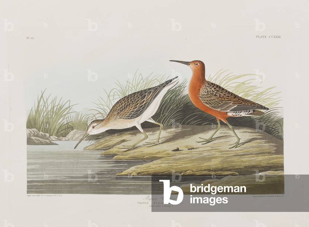 Illustrazione da 'Birds of America', 1827-38 (hand-coloured incisione & aquatint)