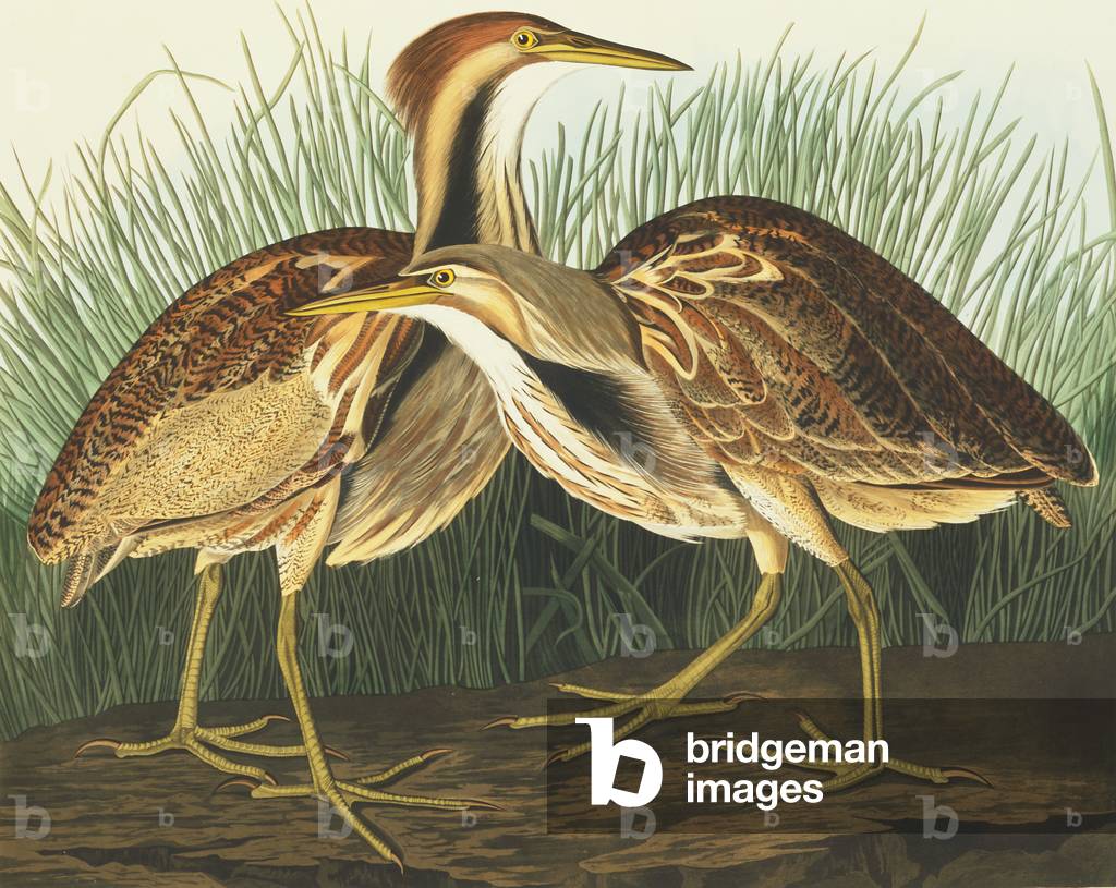 Botaurus lentiginosus by John James Audubon