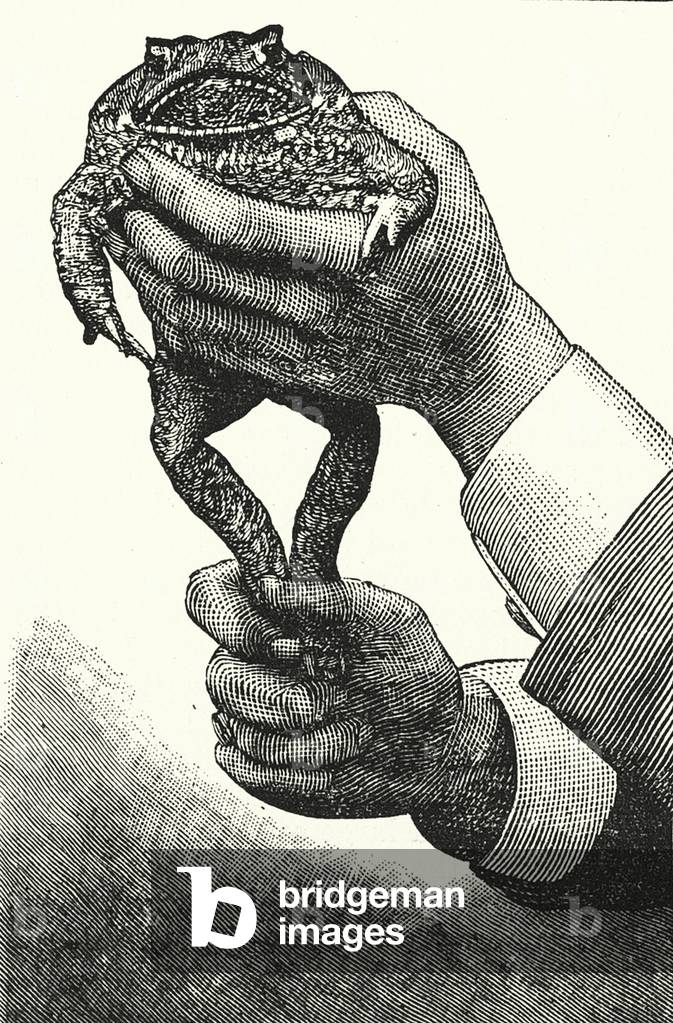 Crapaud de compagnie (litho)