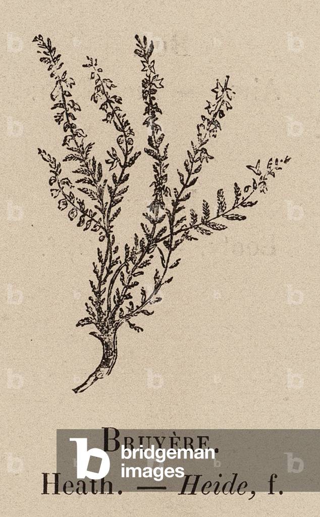 Le Vocabulaire Illustre: Bruyere; Heath; Heide (engraving)