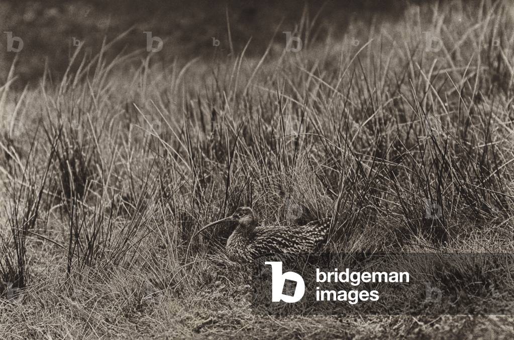 Immagine di Fotografia "Curlew sul nido (foto b/n)" di Richard Kearton
