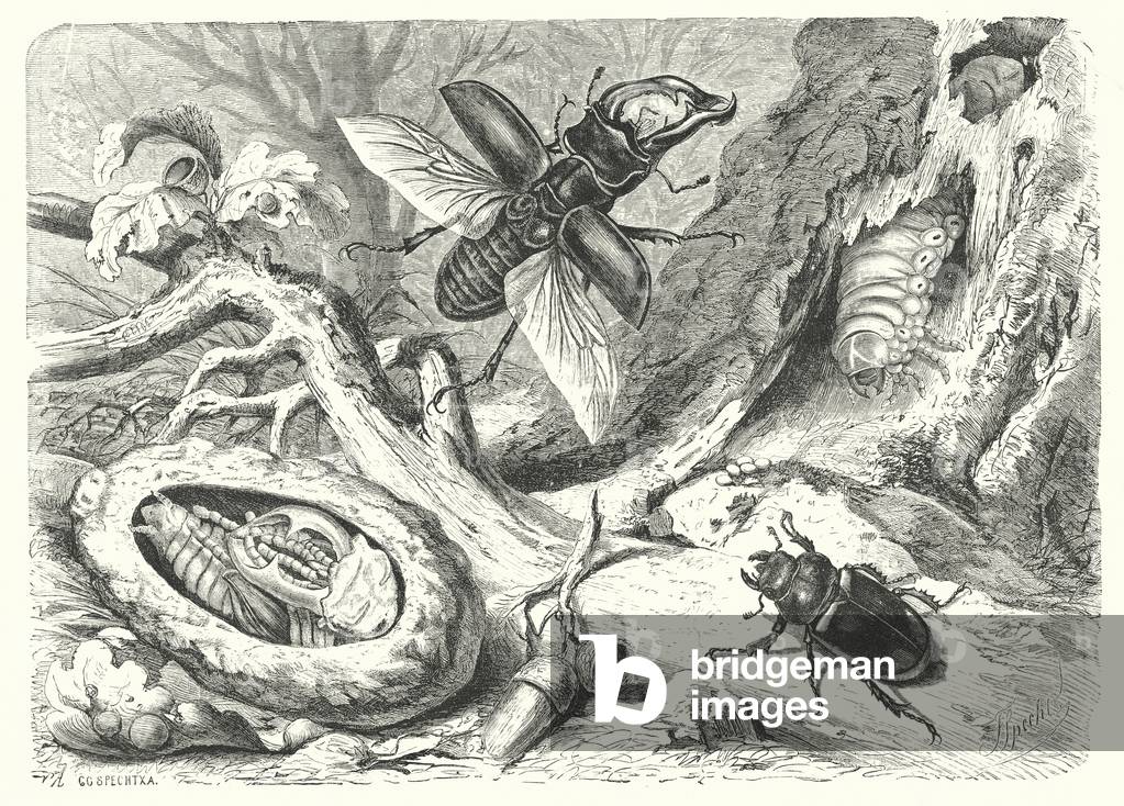 Immagine di Incisione "The Stag Beetle (incisione)" di European School