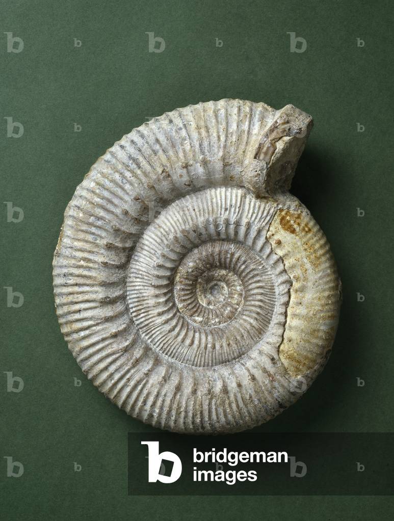 Stephanoceras humphriesianum