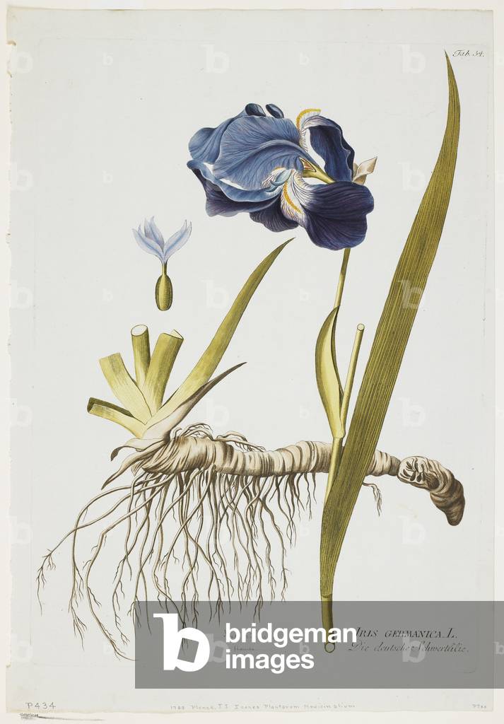 Iris Germanica, von Icones Plantarum Medicinalium, 1788-1812 (handkolorierte Gravur)