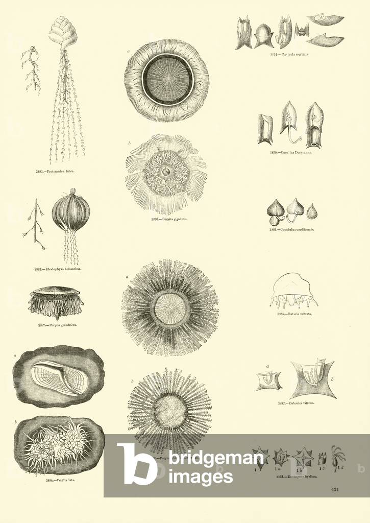 Seite von Das Bildmuseum der animierten Natur (Gravur)