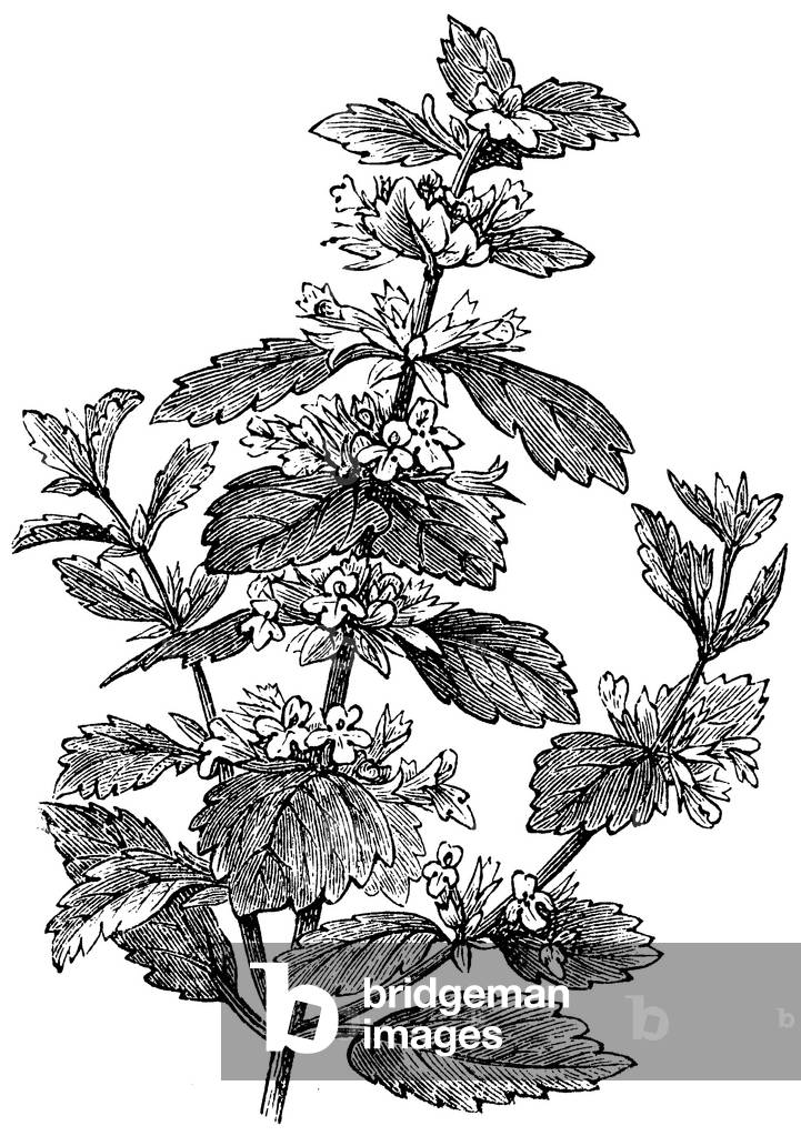 Bild von Gravur "Zitronenbalsam", b/w