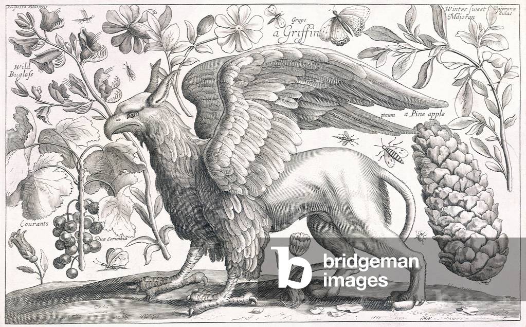 Immagine di Stampa "Un Grifone (stampa)" di Wenceslaus Hollar, b/w
