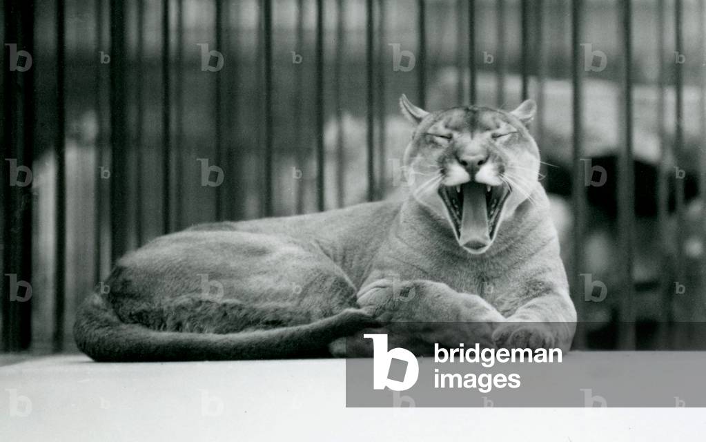 Un Mountain Lion sbadiglio allo zoo di Londra, 1928 (foto in b/n)