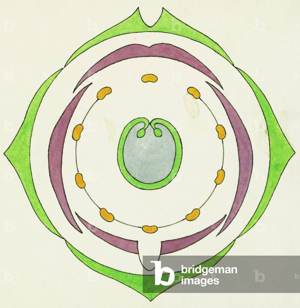 Image of Diagram of Sweet Pea flower (Lathyrus odoratus), crosssection
