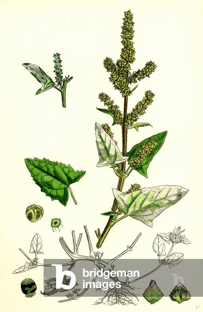Bild von Gravur "Atriplex Deltoidea Dreieckige Orache"