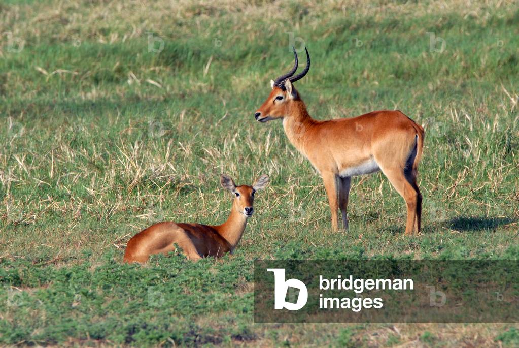 Zambia