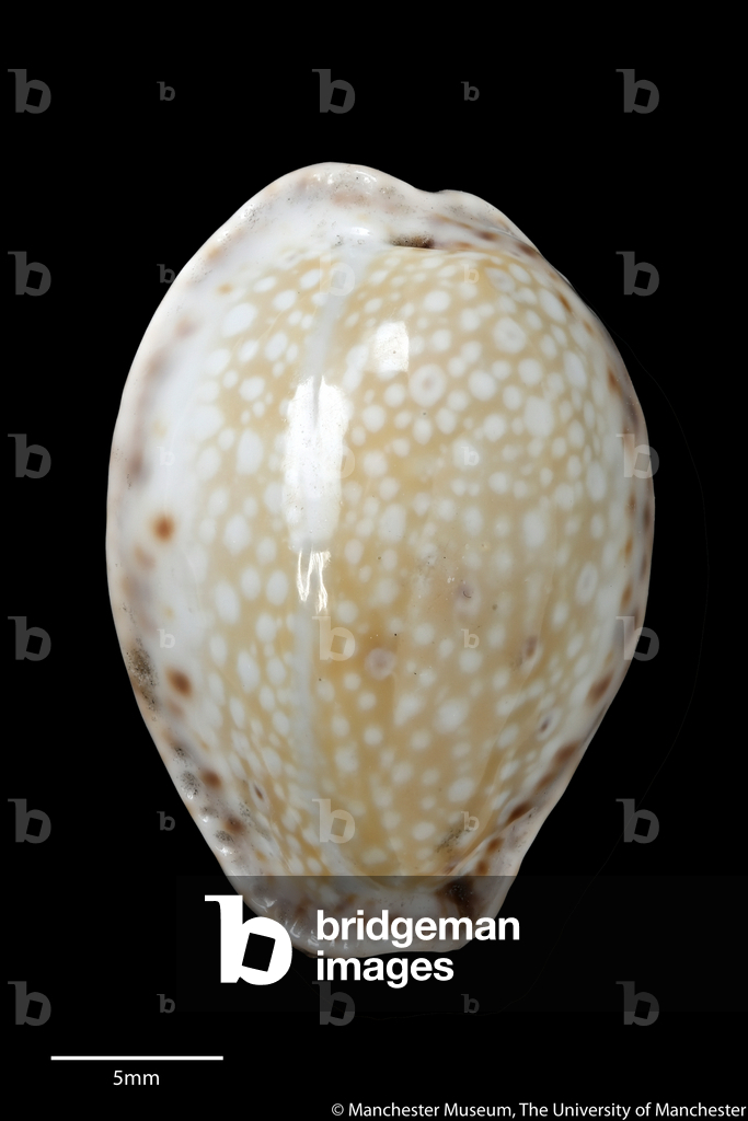Cypraea ocellata, 1888 (coquillage)