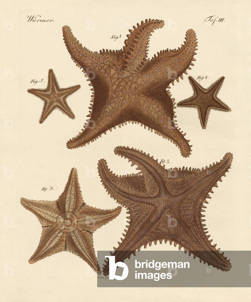 Immagine di Incisione "Stella marina (incisione colorata)" di German School