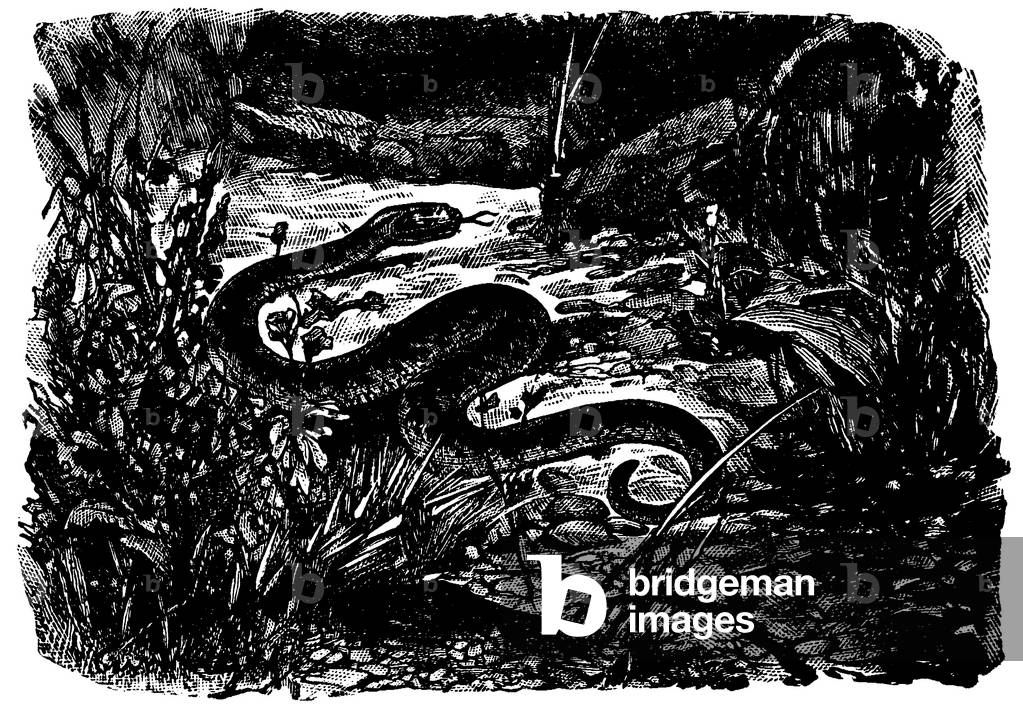 Adder, gemeinsame Viper