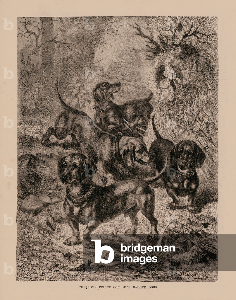 Bild von Gravur "The Late Prince Consort's Badger Dogs (Stich)" 1801 von English School