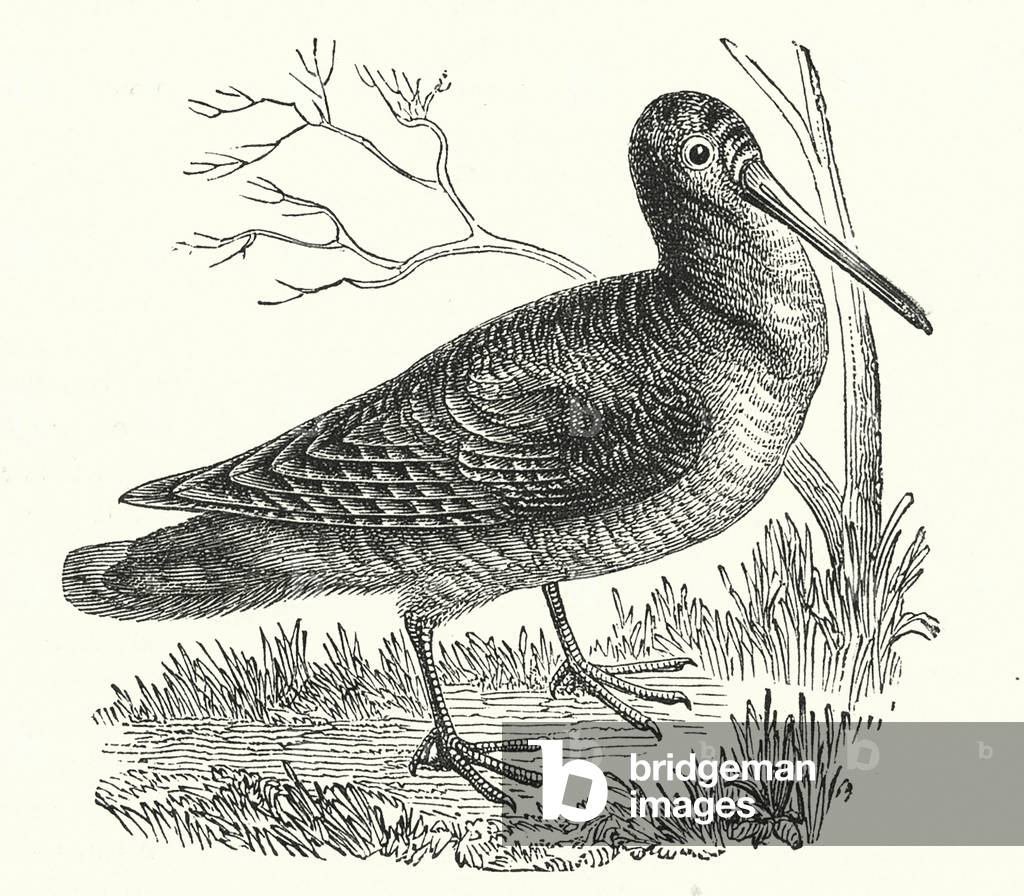 Immagine di Incisione "Beccaccia (incisione)" 1801 di English School