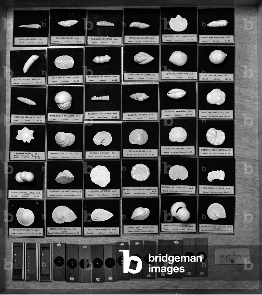 Image of Others depicting Foraminifera models, b/w