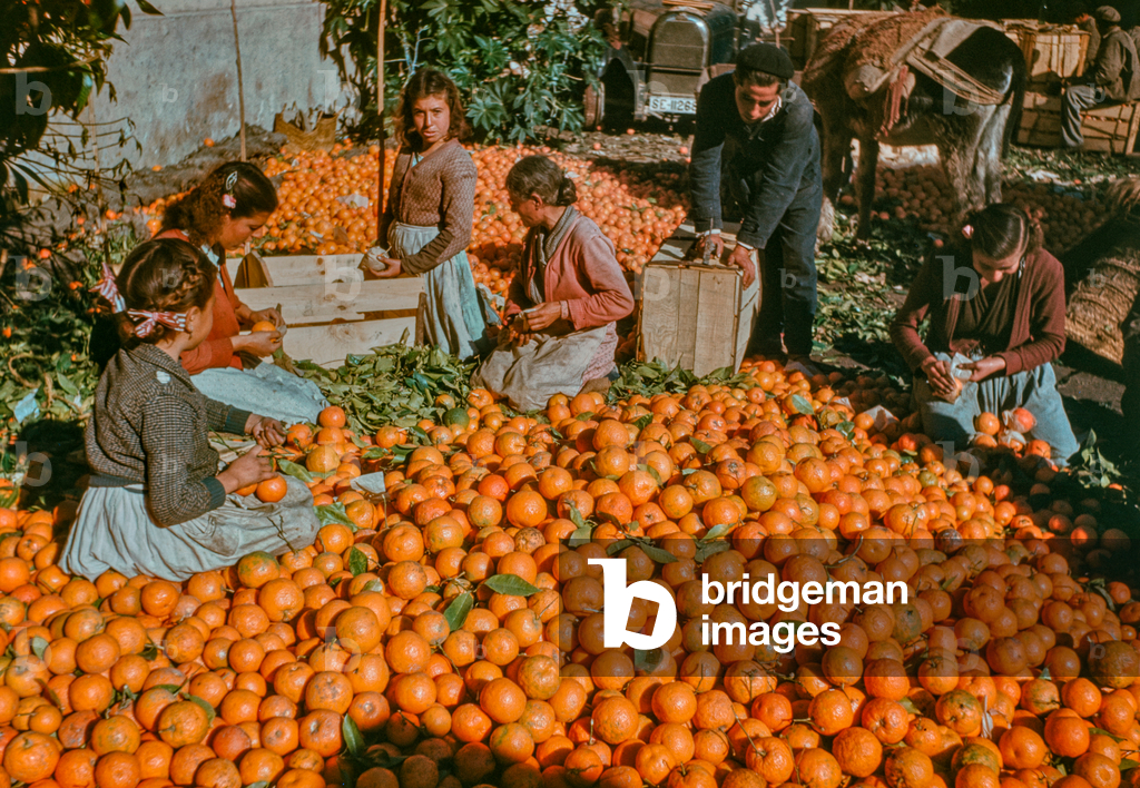 Donne che raccolgono e selezionano le arance di Siviglia usate per la marmellata nell'aranceto, Siviglia..., 1
