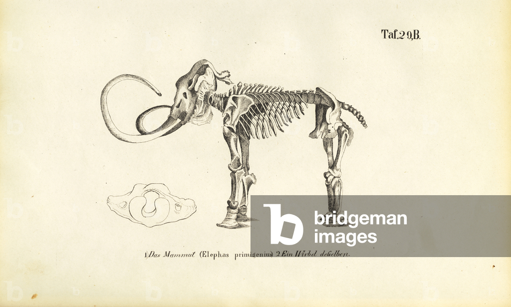 Immagine di Incisione "Scheletro di mammut" 1850 di J. W. Tenhaeff