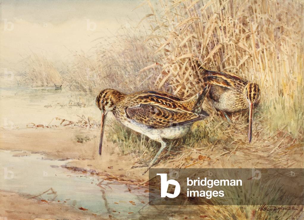 Beccaccino (senza carta)