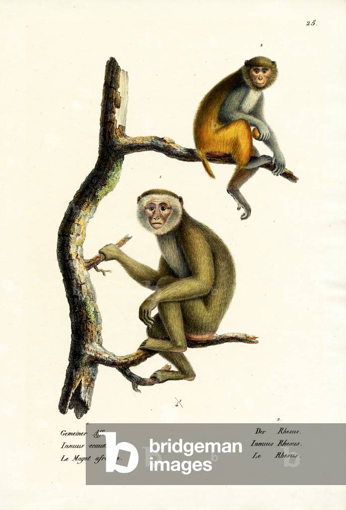 Barbary Macaque 1824 by Karl Joseph Brodtmann