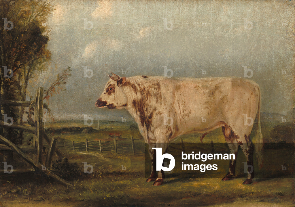 Bild von Gemälde "Ein junger Stier" 1849 von John Woodhouse Audubon
