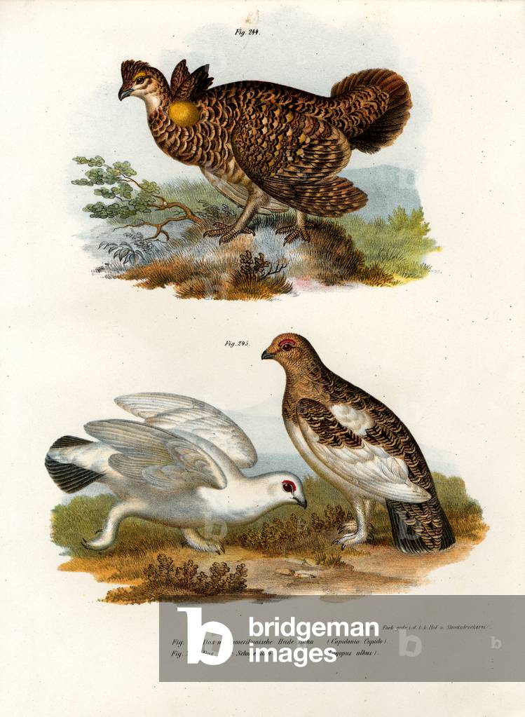 Tétras penné, 1864 par German School