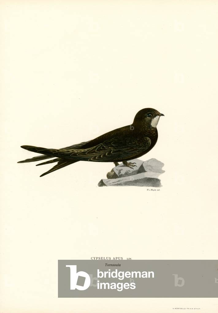 Swift (colour litho) by Ferdinand Wright, b/w