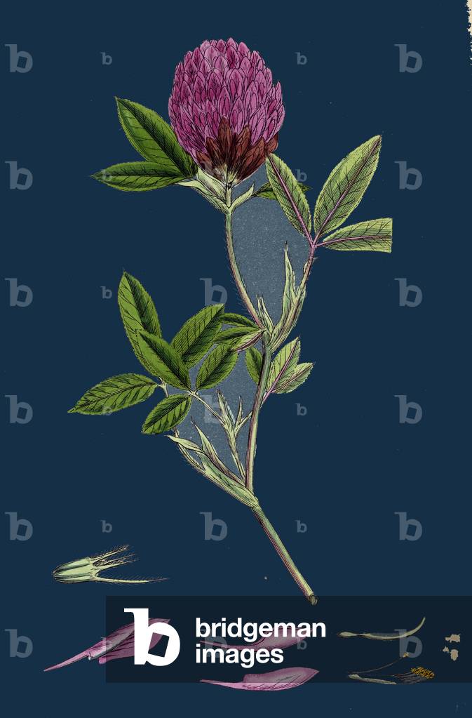 Immagine di Stampa "Centranthus Calcitrapa; Valeriana dalle foglie tagliate"