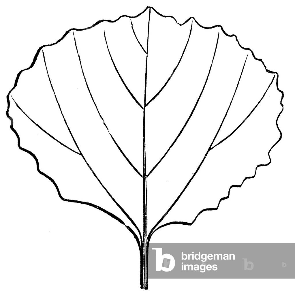 Aspen: Leaf