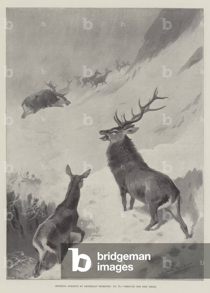 Image of Print depicting Sporting Subjects 1896 by Archibald Thorburn