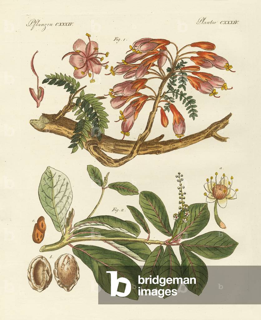 Foreign plants (coloured engraving)