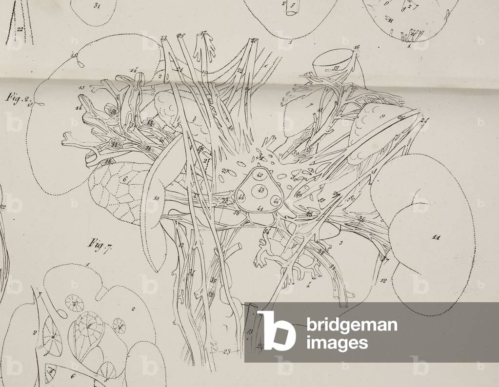 Anatomical drawing. The circulatory system. Kidneys., b/w