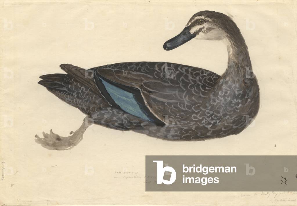 Image of Drawing depicting Anas superciliosa by Georg Forster, b/w