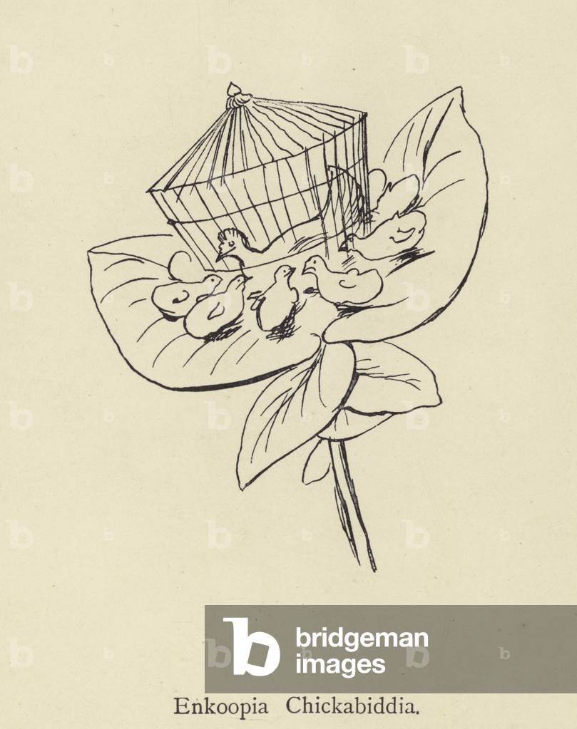 Enkoopia Chickabiddia (gravure)