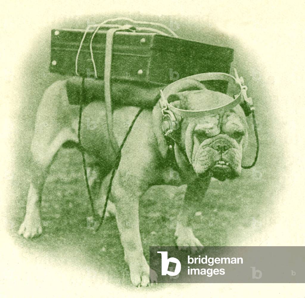 Bulldog écoutant un portable sans fil.