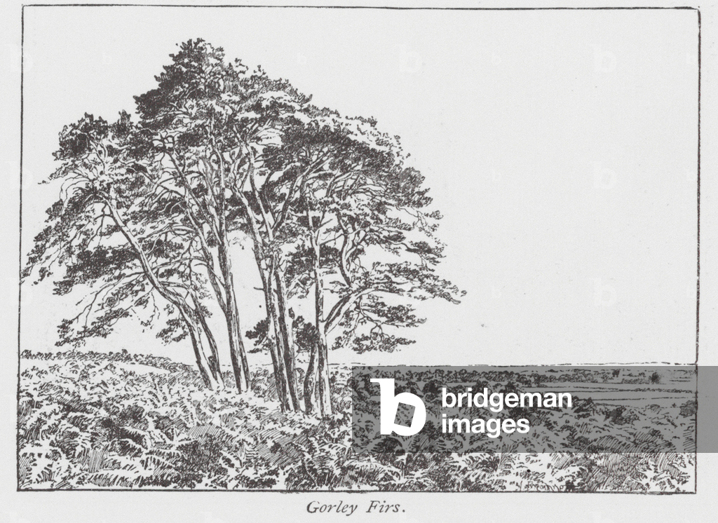 Gorley Firs (Litho)