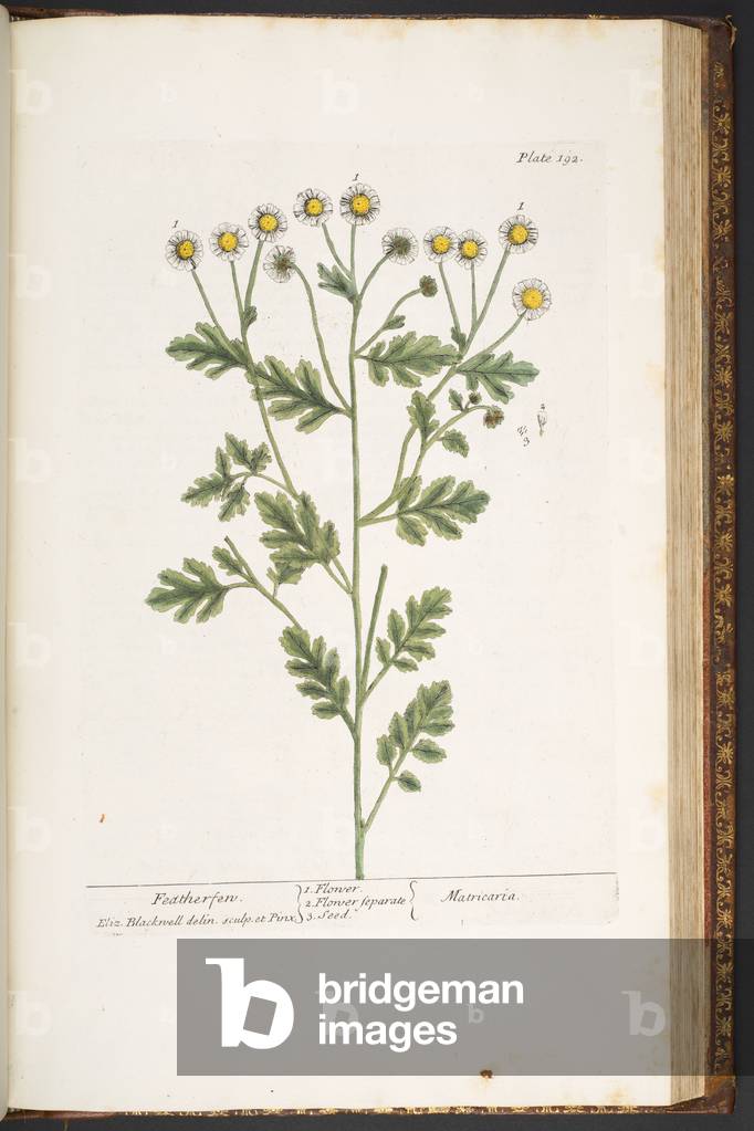 Bild von Gravur "Teller 192" 1737 von Elizabeth Blackwell