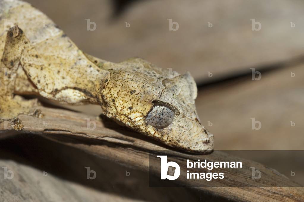 Image of Photography depicting Giant Leaf-Tailed Gecko (photo) 2005