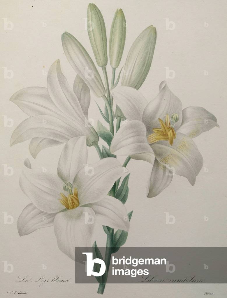 Lilly