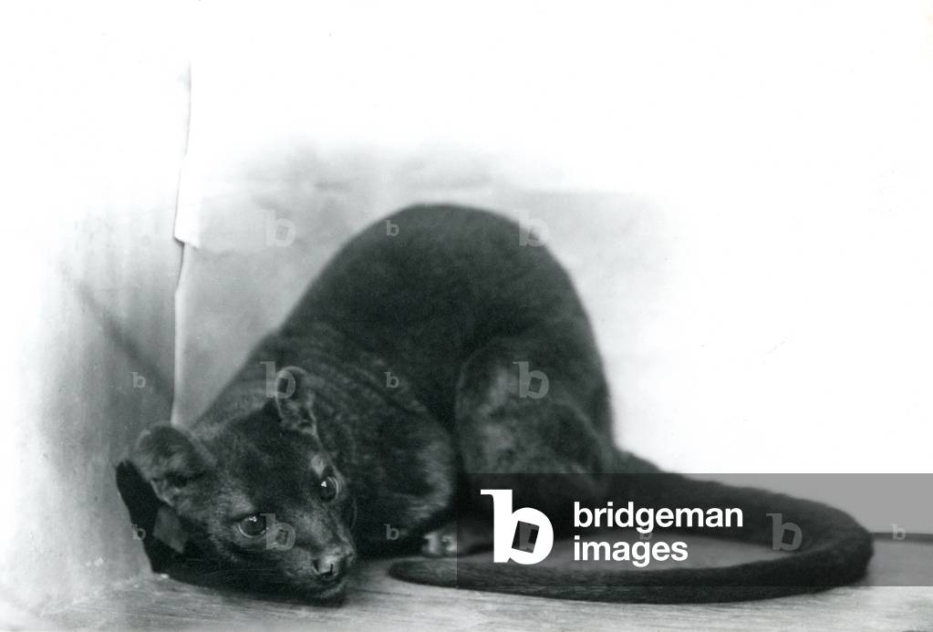 Ein Fossa bei London Zoo, November 1912 (s/w Foto)