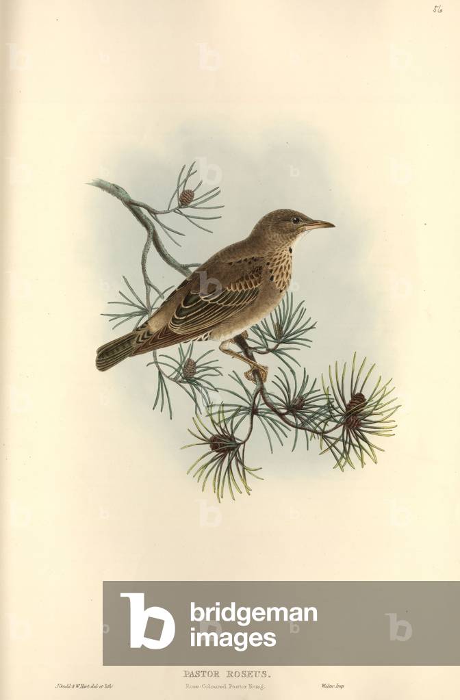 Bild von Zeichnung "Sturnus roseus" von John Gould, b/w