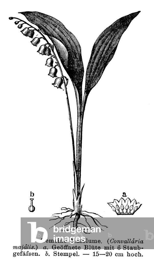 May flower, Lily of the Valley