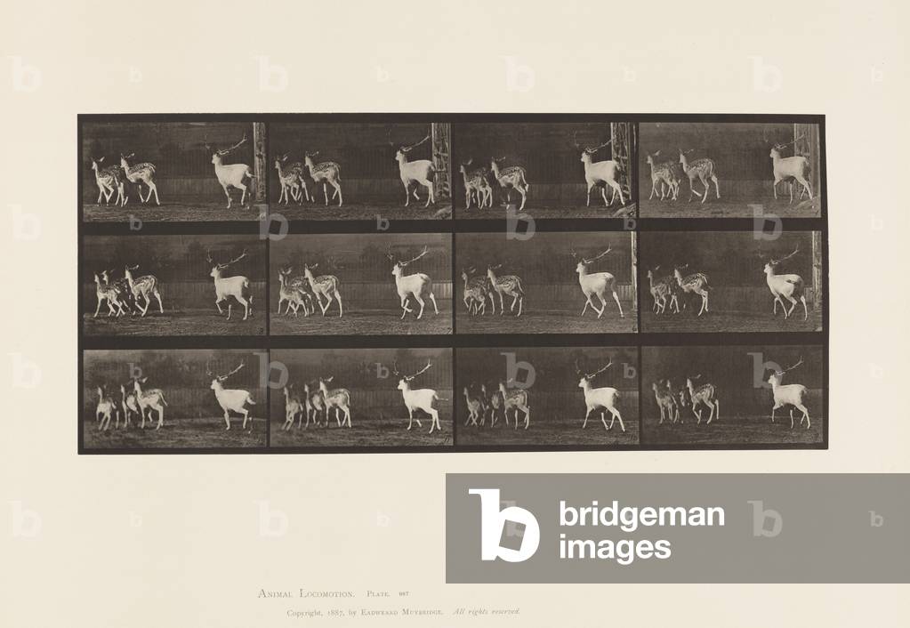 Bild von Fotografie "Teller 687. Damhirsch; Buck und Gruppe von Erben; Galopien" 1885 von Eadweard Muybridge, 