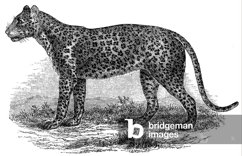 Bild von Gravur "Leopard", b/w
