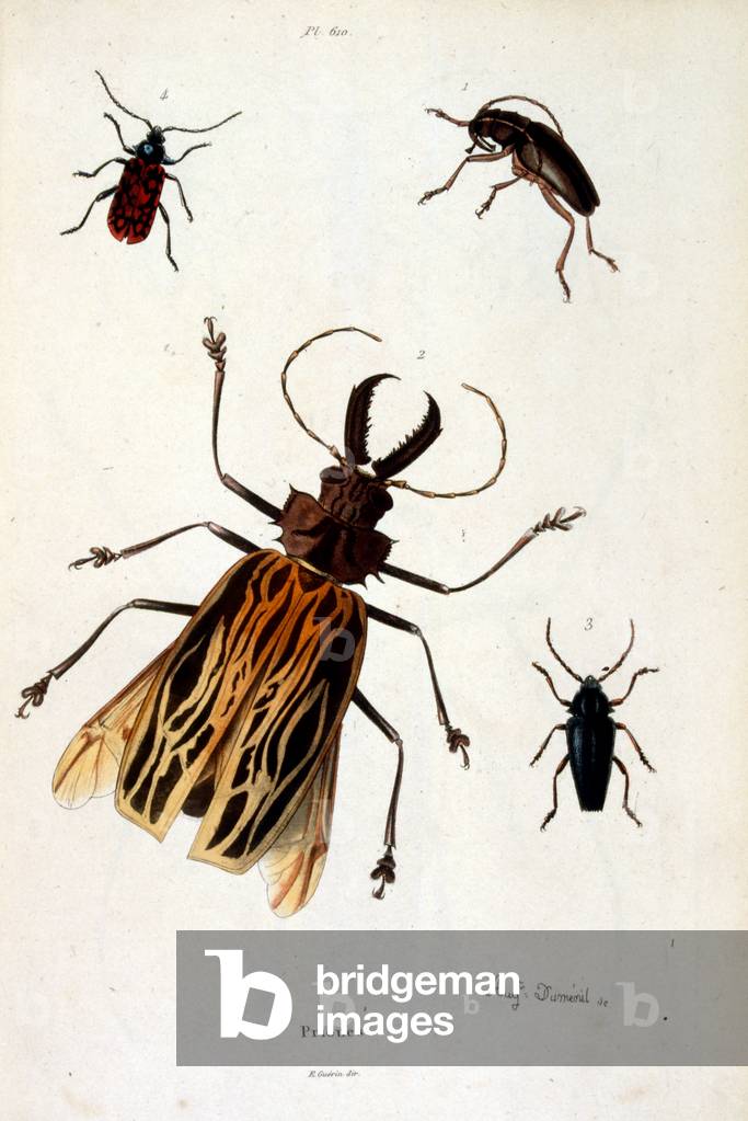 Botanical and zoological illustration by F. E. Guérin. From Dictionnaire pittoresque d'histoire naturelle et d