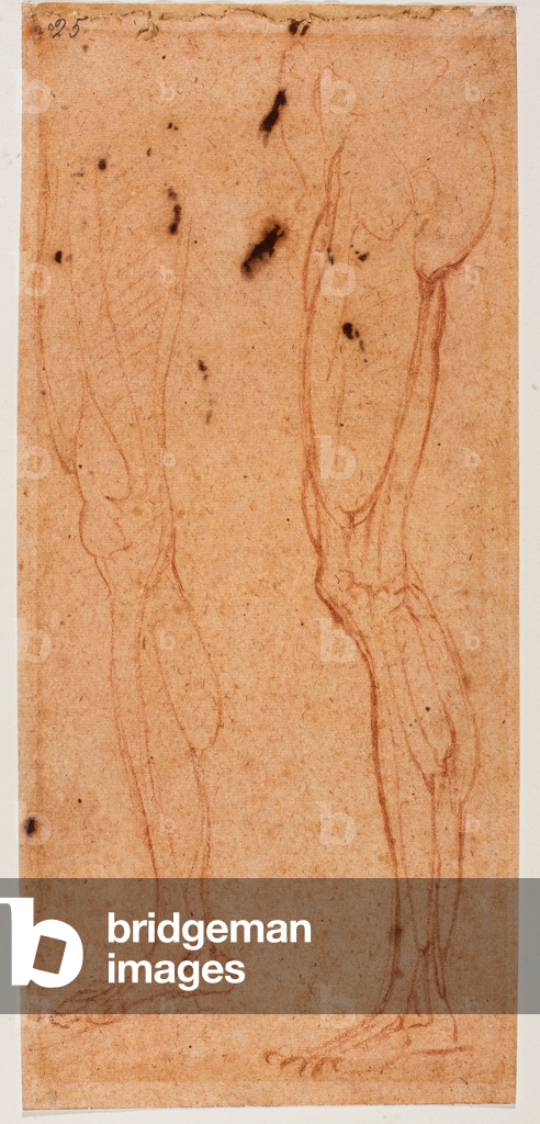 Leg study, 16th century (drawing)