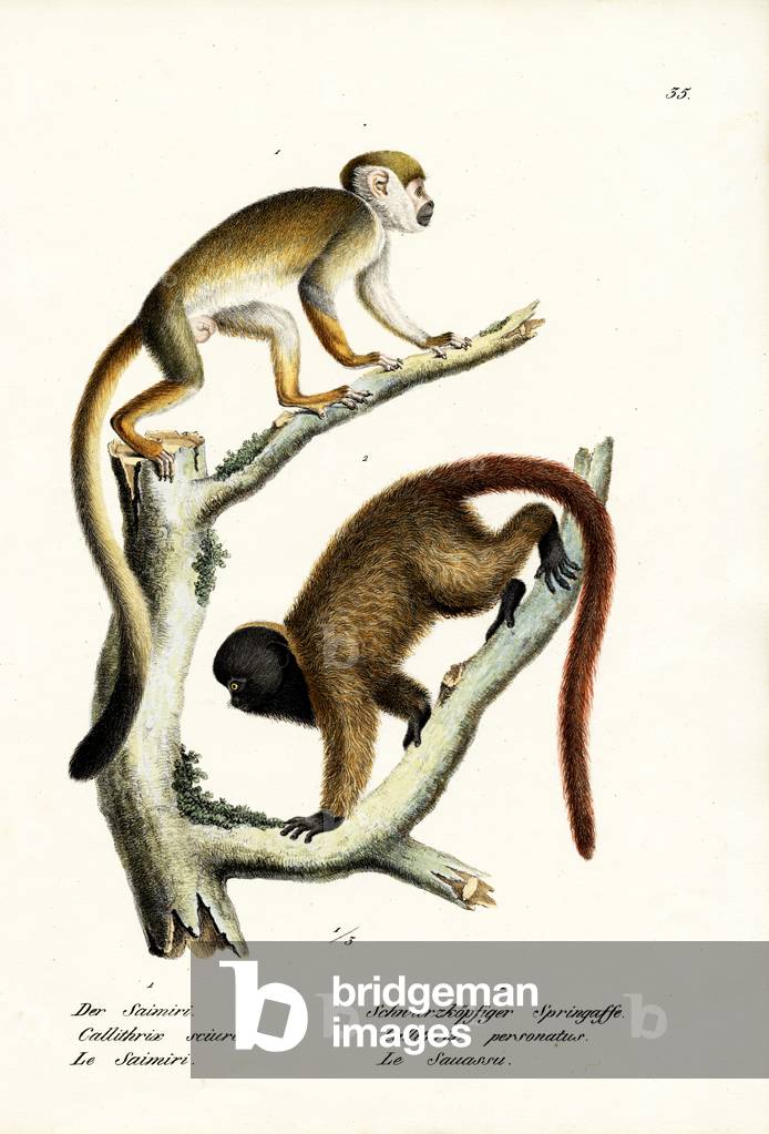 Eichhörnchen Affen, 1824 (Farbe litho)
