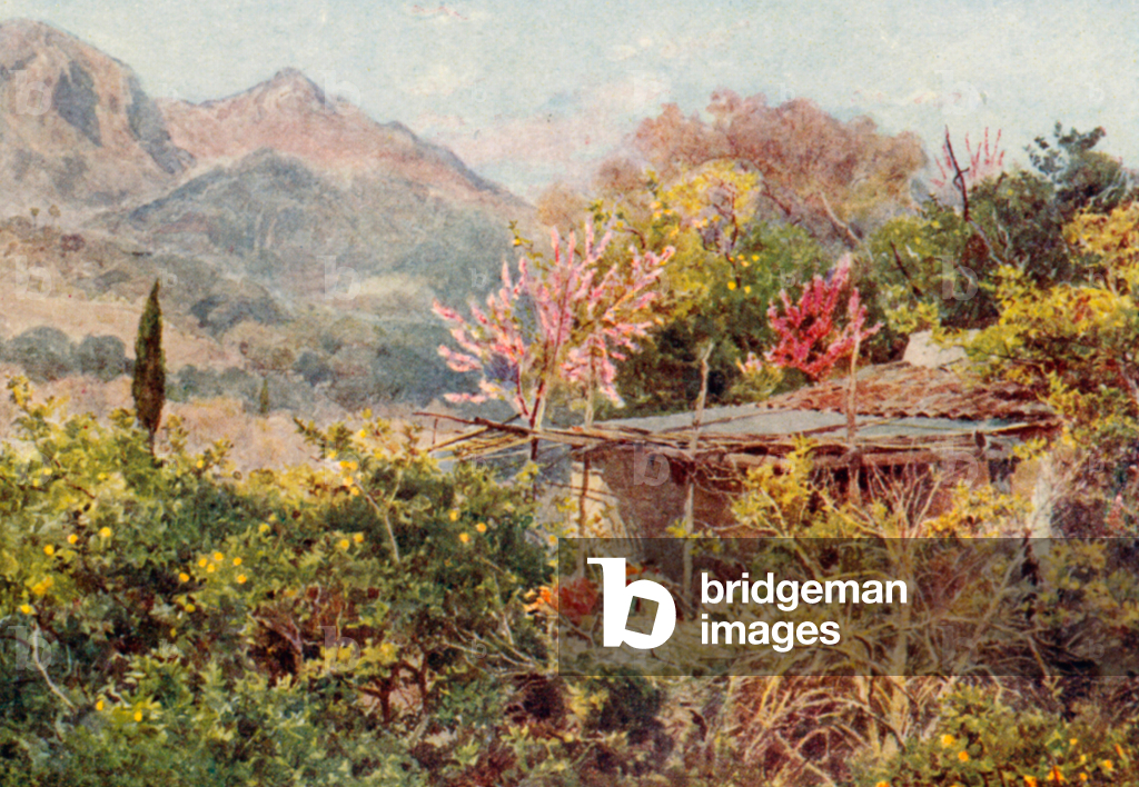 Image of Print depicting Orange Grove 1901 by George Samuel Elgood